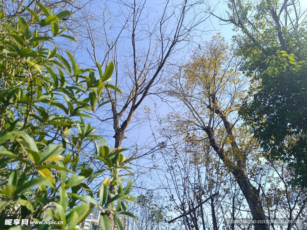 蓝天绿树间的自然景致