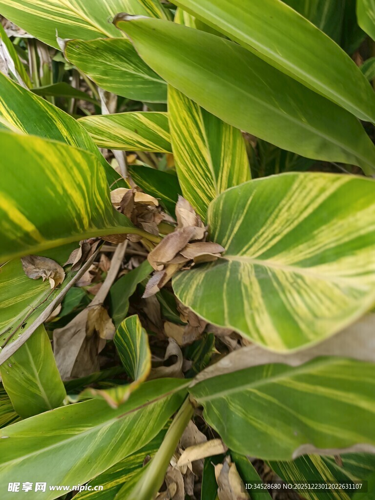 斑斓叶片的绿植特写