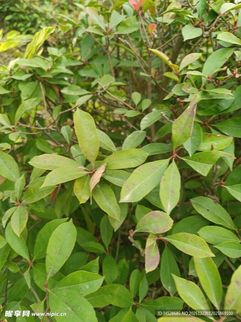 绿叶繁茂的植物景观