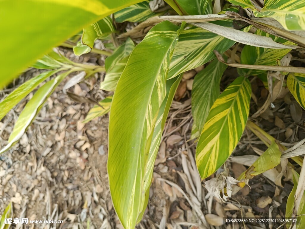 黄绿相间叶片的植物