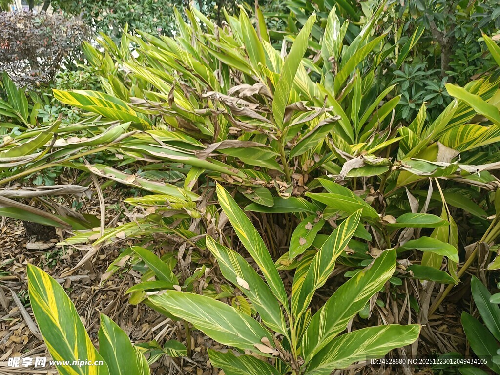 翠绿繁茂的热带植物