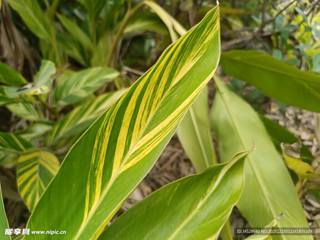 黄绿相间的独特植物叶片