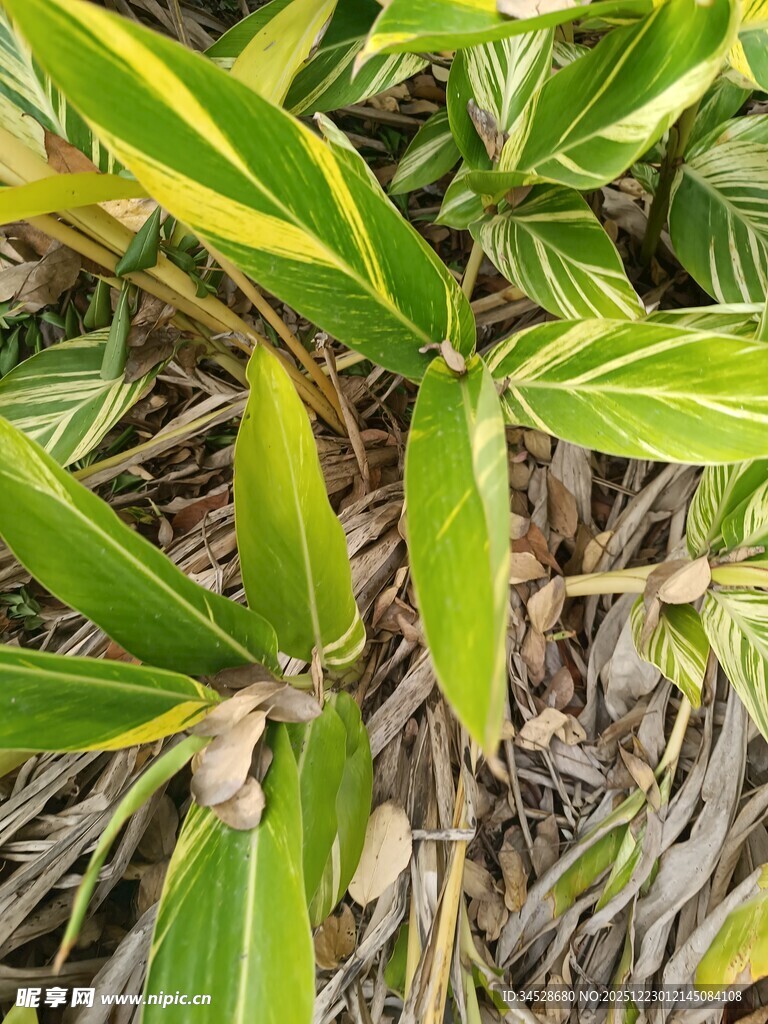 黄绿相间叶片的植物特写