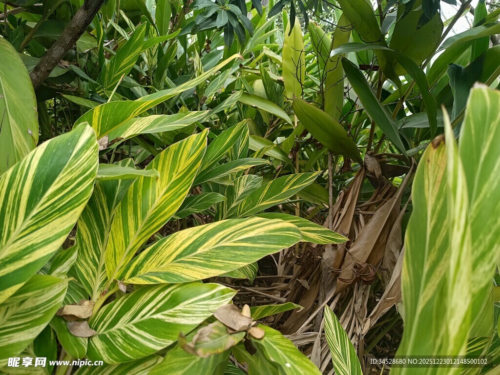翠绿斑斓的热带植物叶片