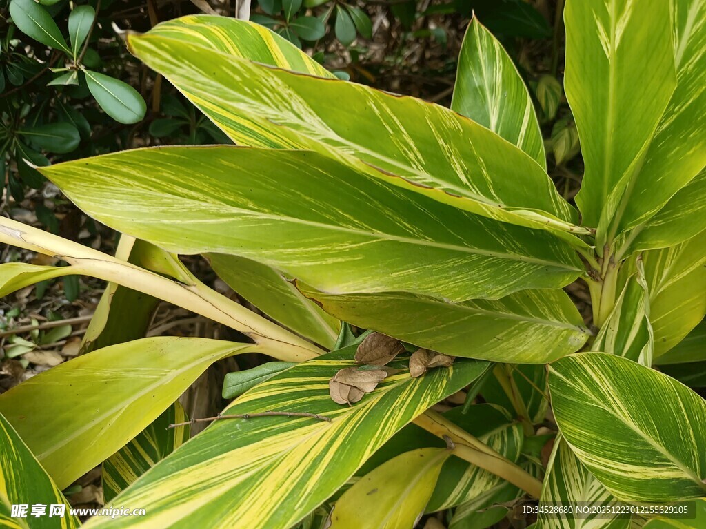 黄绿相间叶片的植物特写