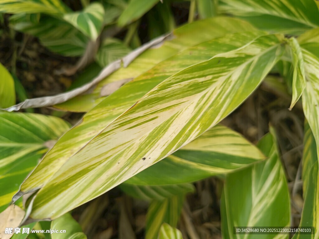 黄绿条纹叶片植物特写