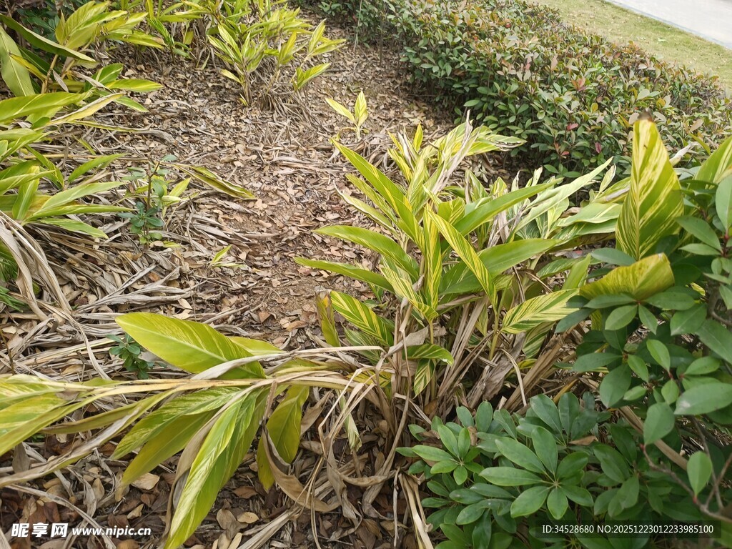 田间生长的嫩绿植物