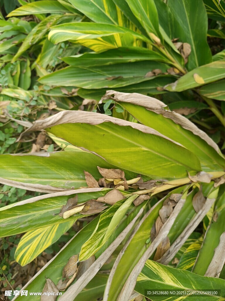 翠绿斑斓的植物叶片特写