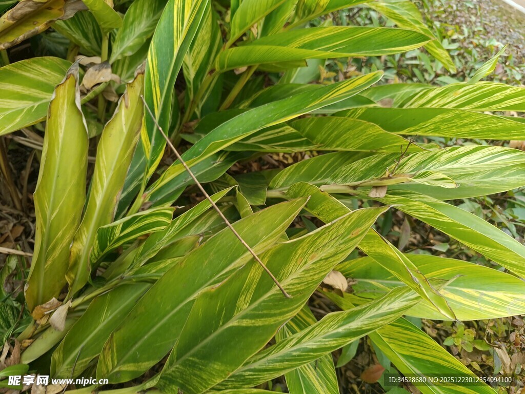 翠绿繁茂的热带植物叶片