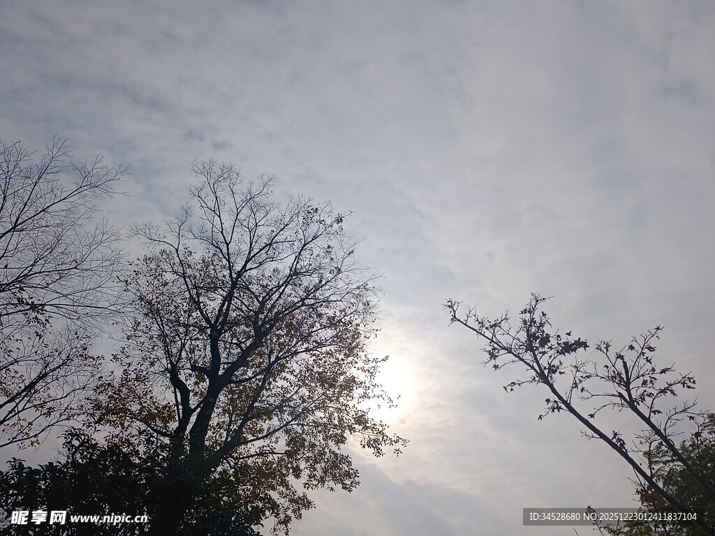 冬日树梢间的朦胧日光