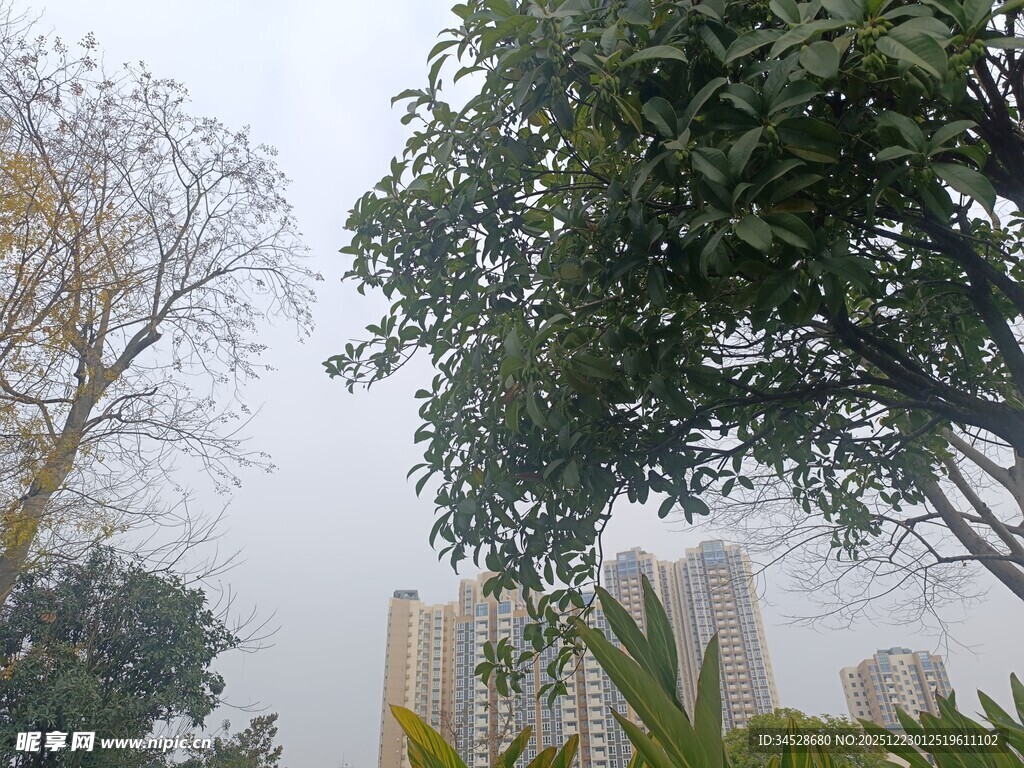 雾中树木与建筑物景观