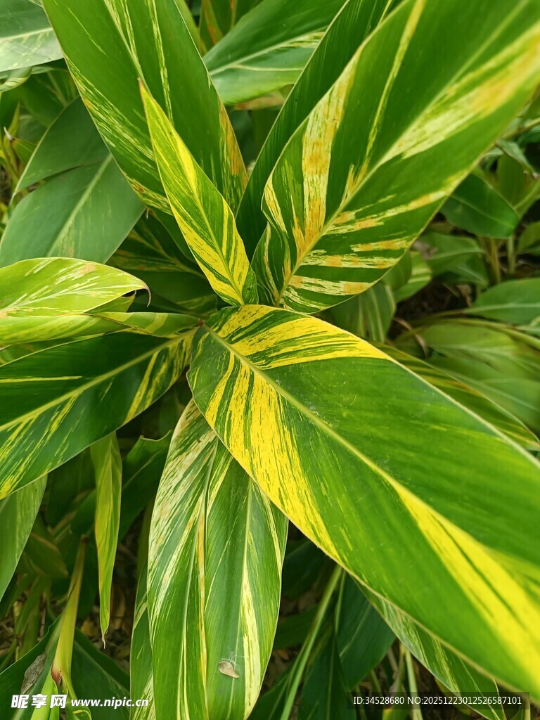 黄绿相间的斑斓叶片
