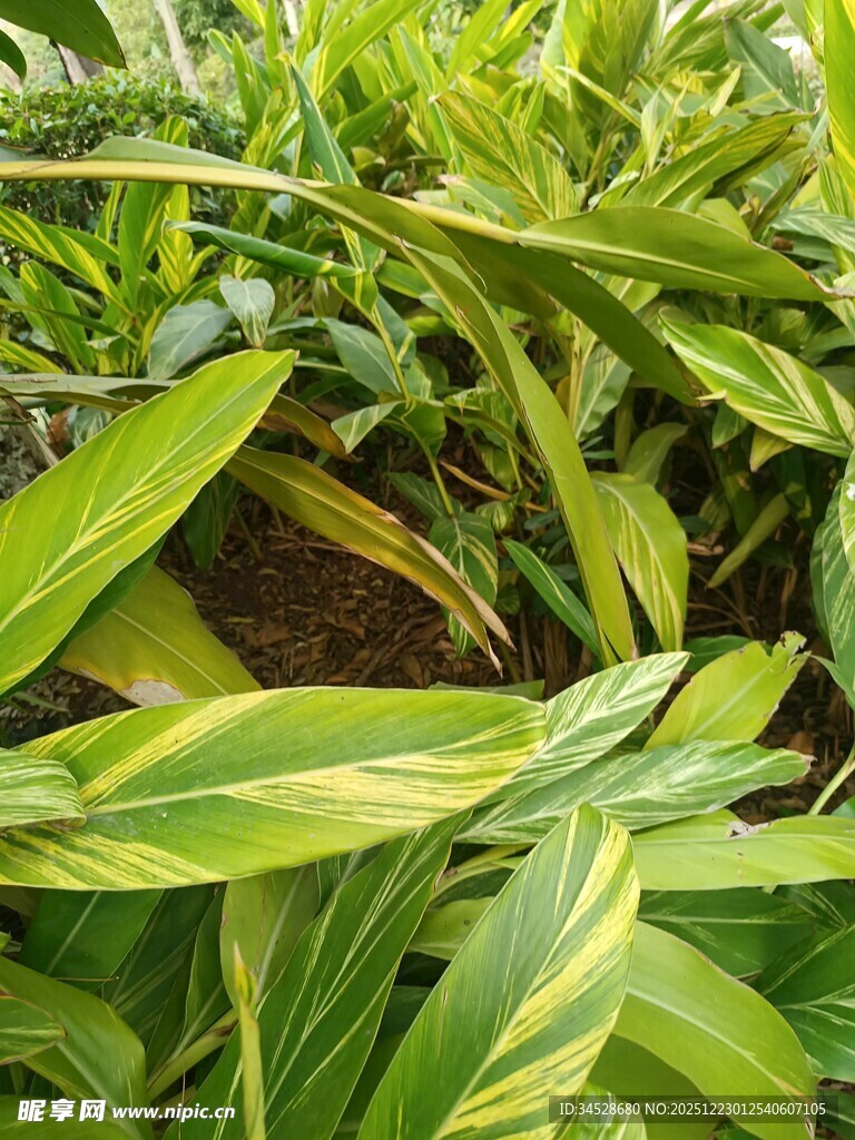 翠绿斑斓的热带观叶植物