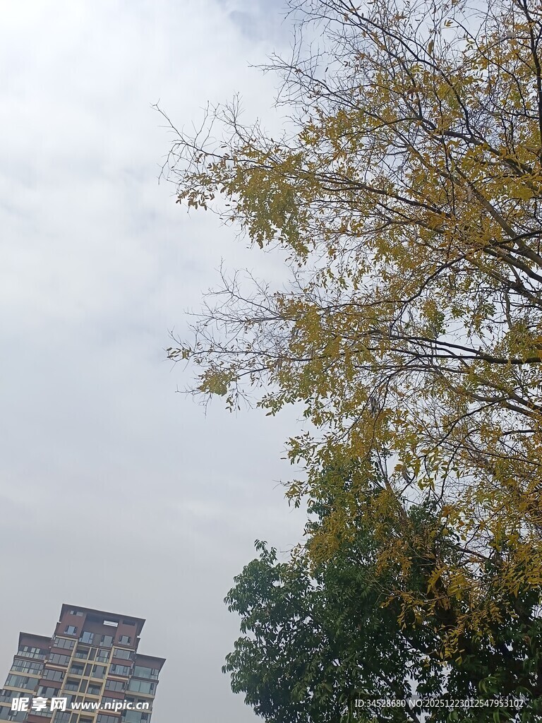 秋日树梢与高楼景致