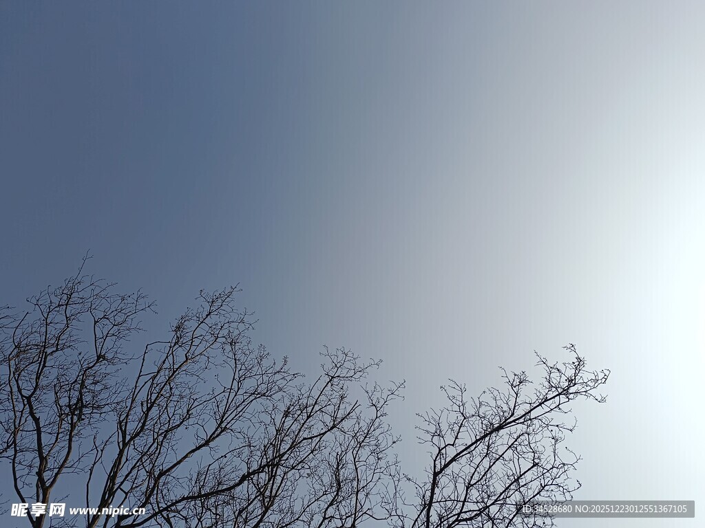 冬日枯树映蓝天