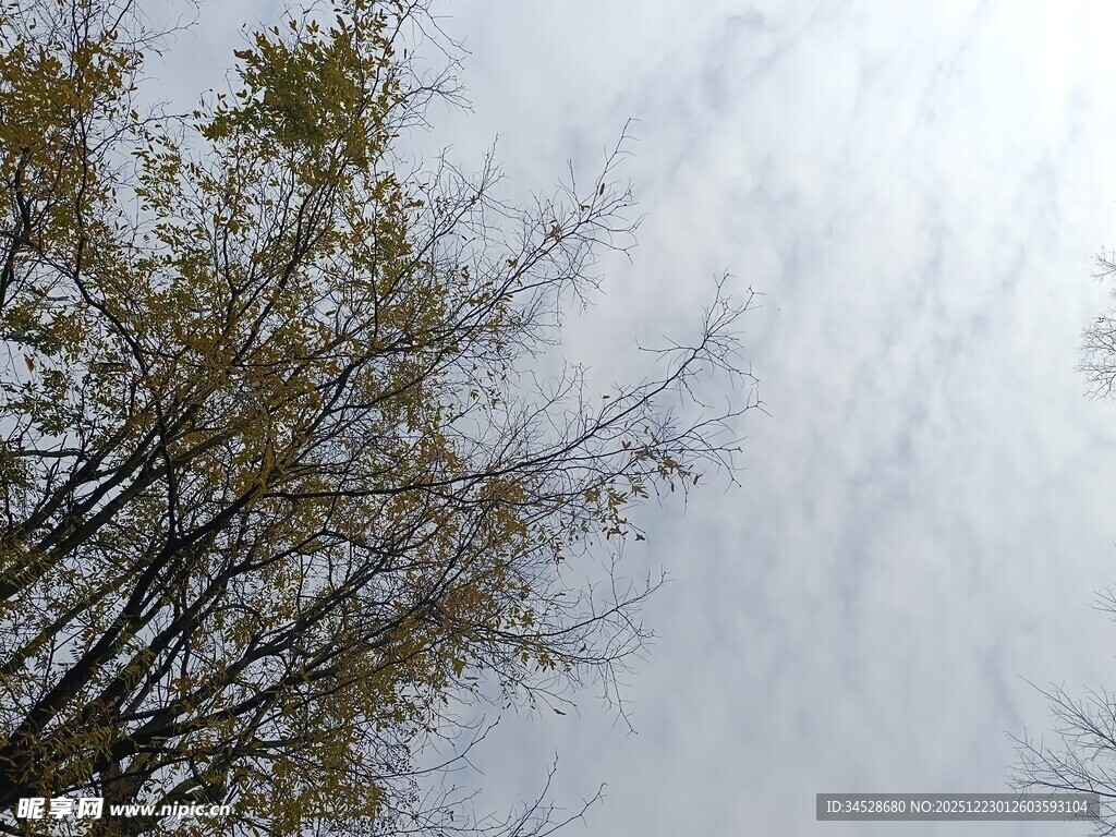 天空下的树木枝叶景观