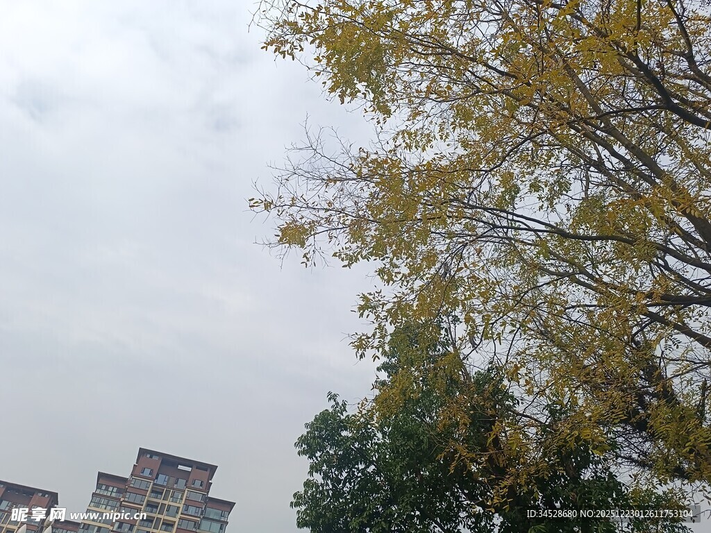 秋日树梢与远处建筑