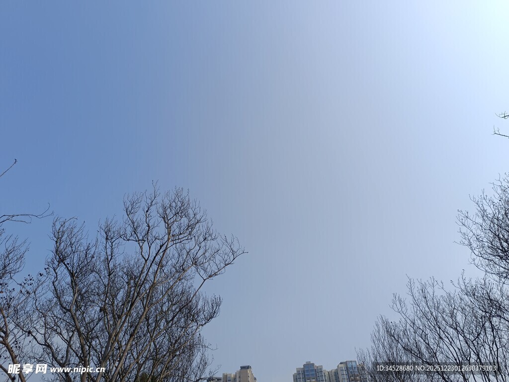 冬日晴空下的光秃树木