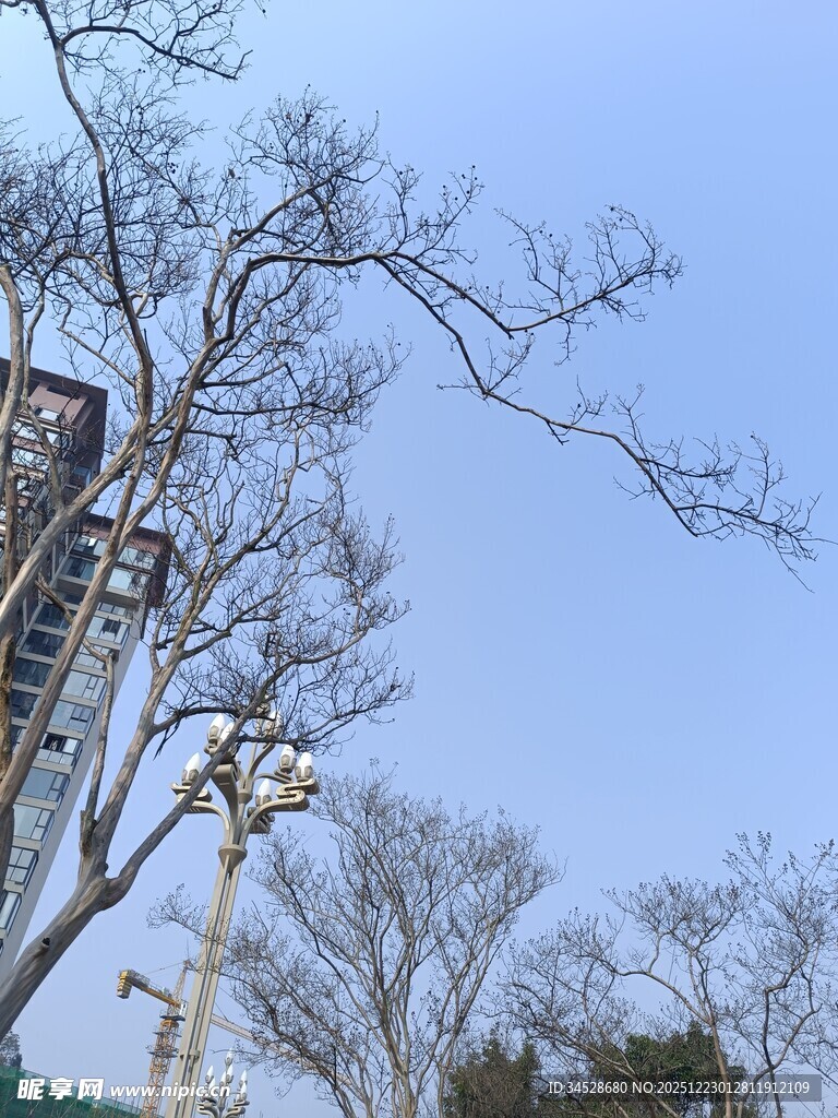 冬日光秃树枝与蓝天景象