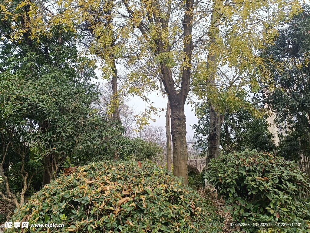 秋日林间繁茂绿植与大树