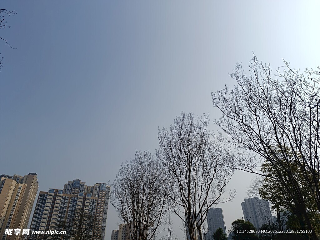 城市冬日光秃树木景观