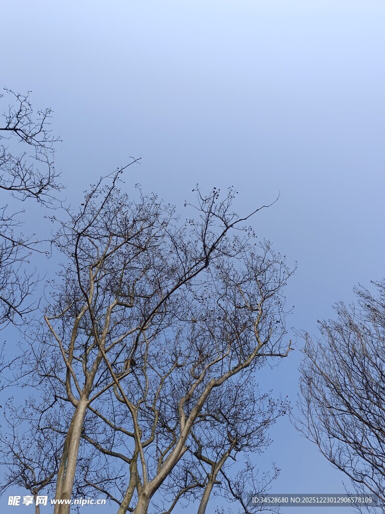 冬日光秃树木与蓝天
