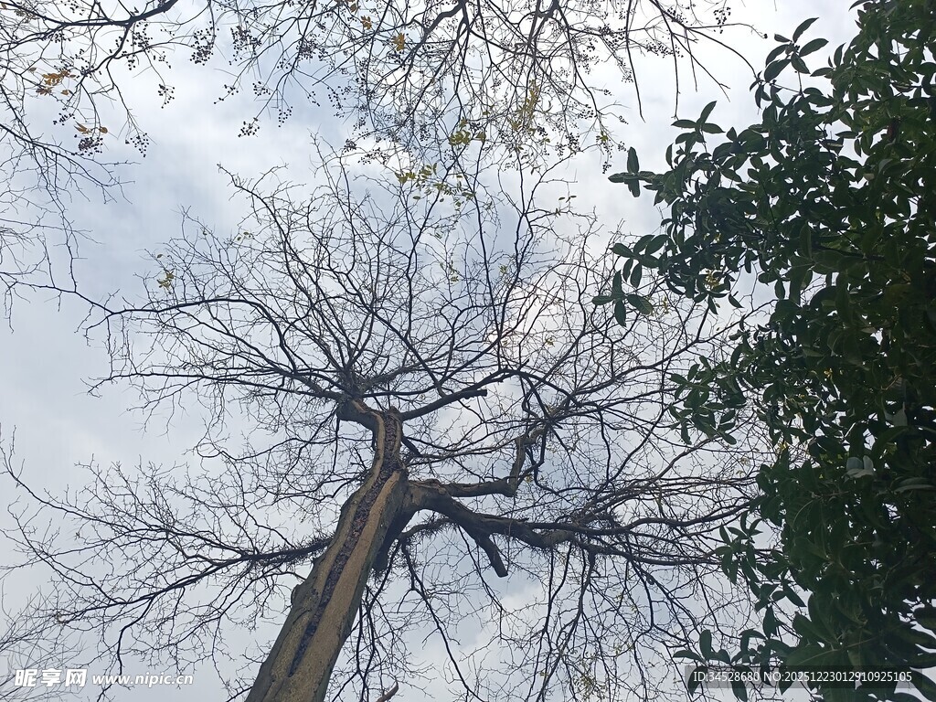 冬日枯树与繁茂绿树对比