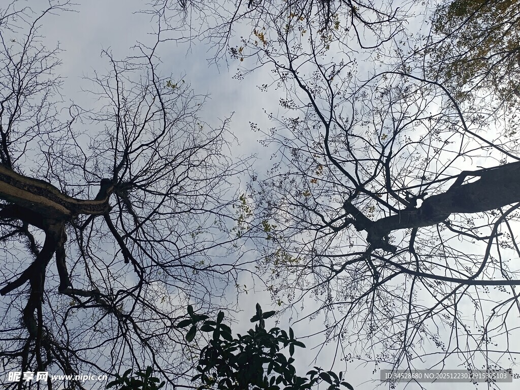 仰视树枝与天空景象