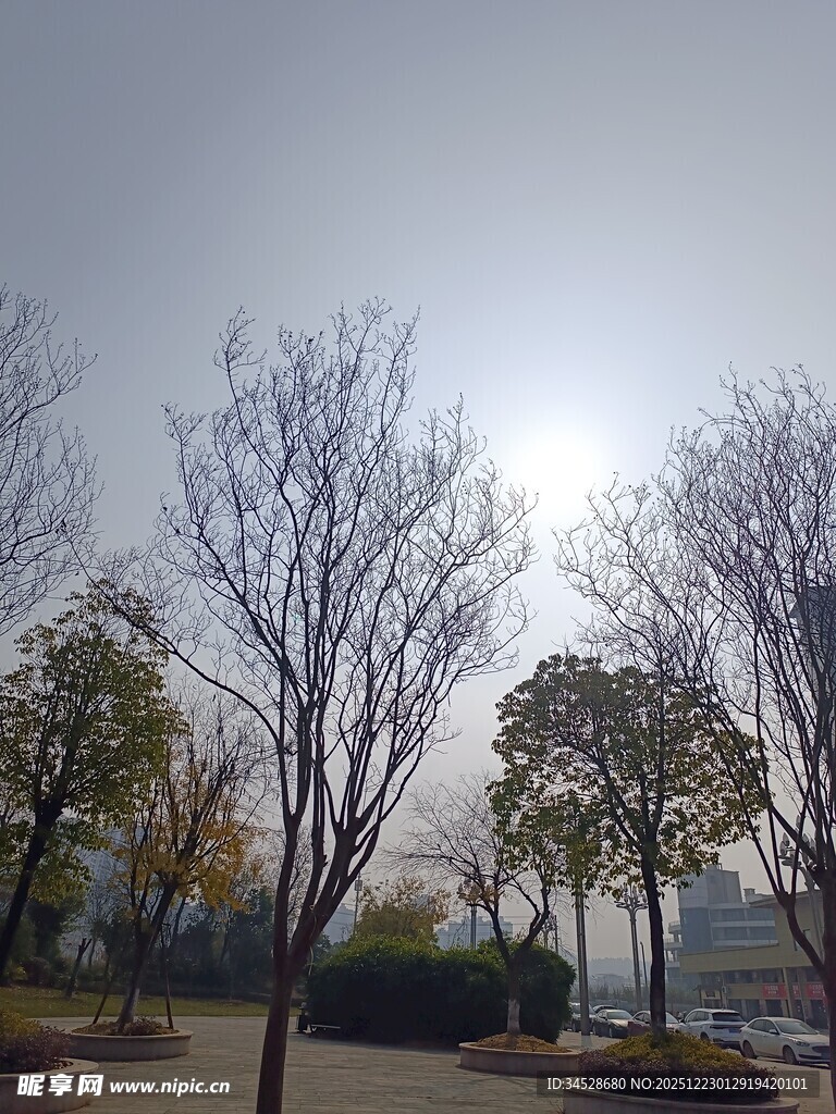 冬日公园萧瑟树木景观