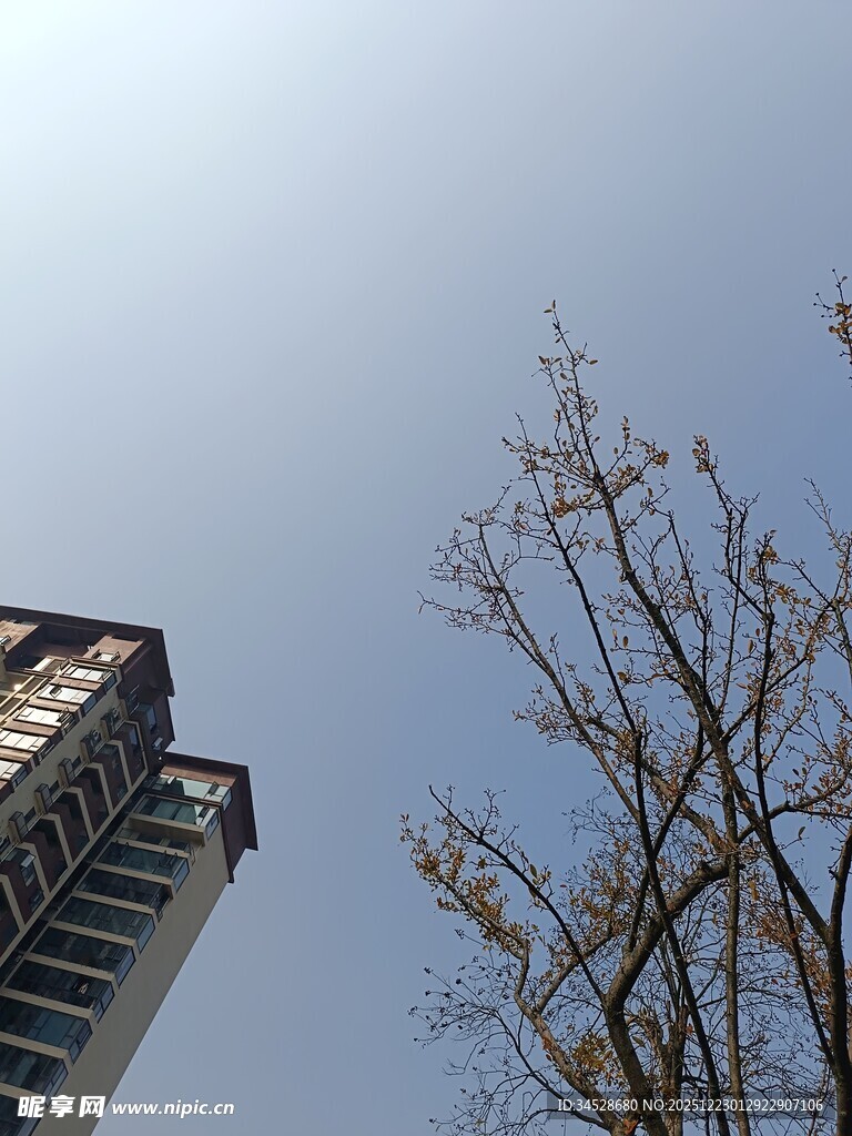 高楼旁的光秃树木