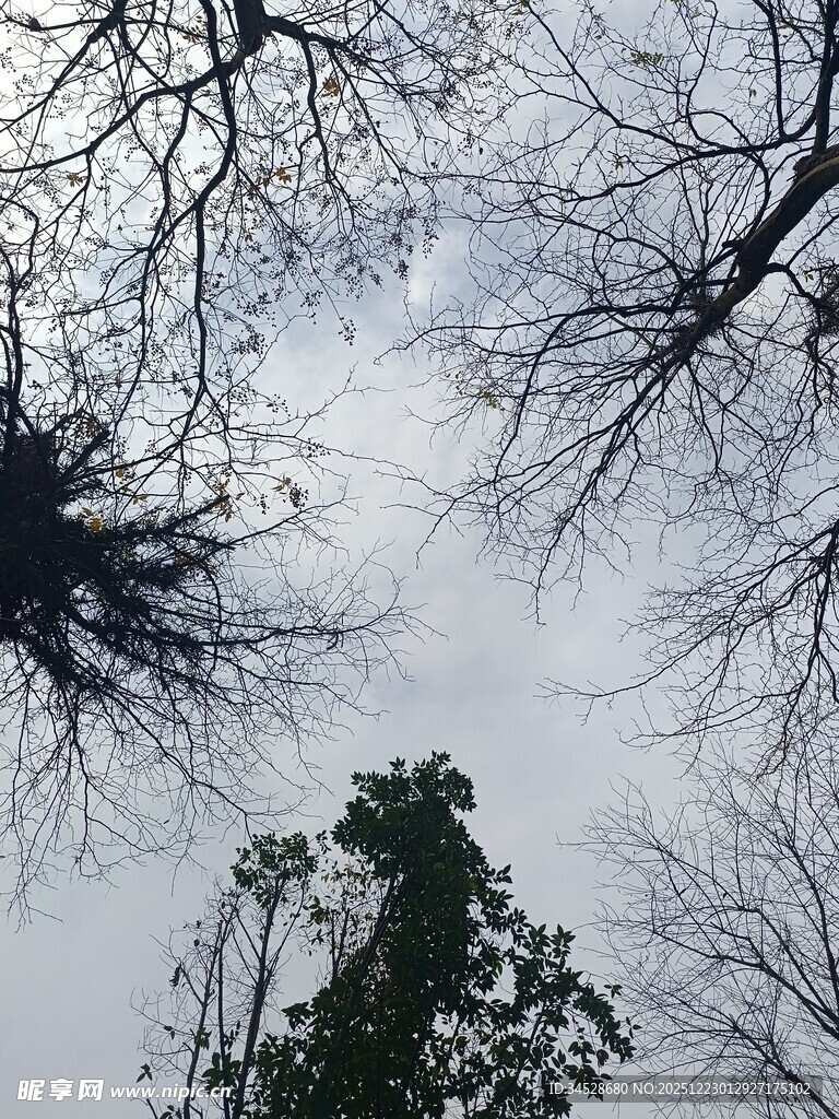 仰视冬日枯树与翠绿松柏