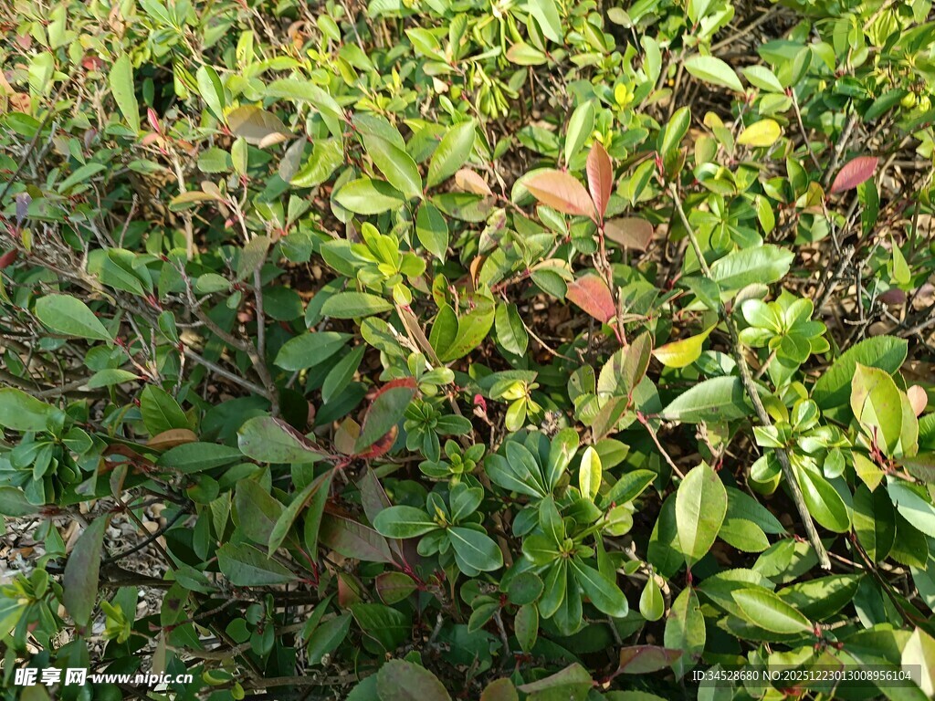 绿叶与红叶交织的植物景观