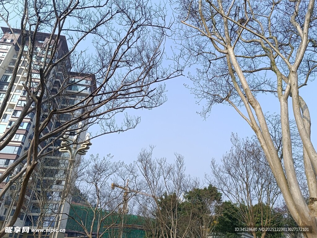 冬日枯树旁的高楼景象