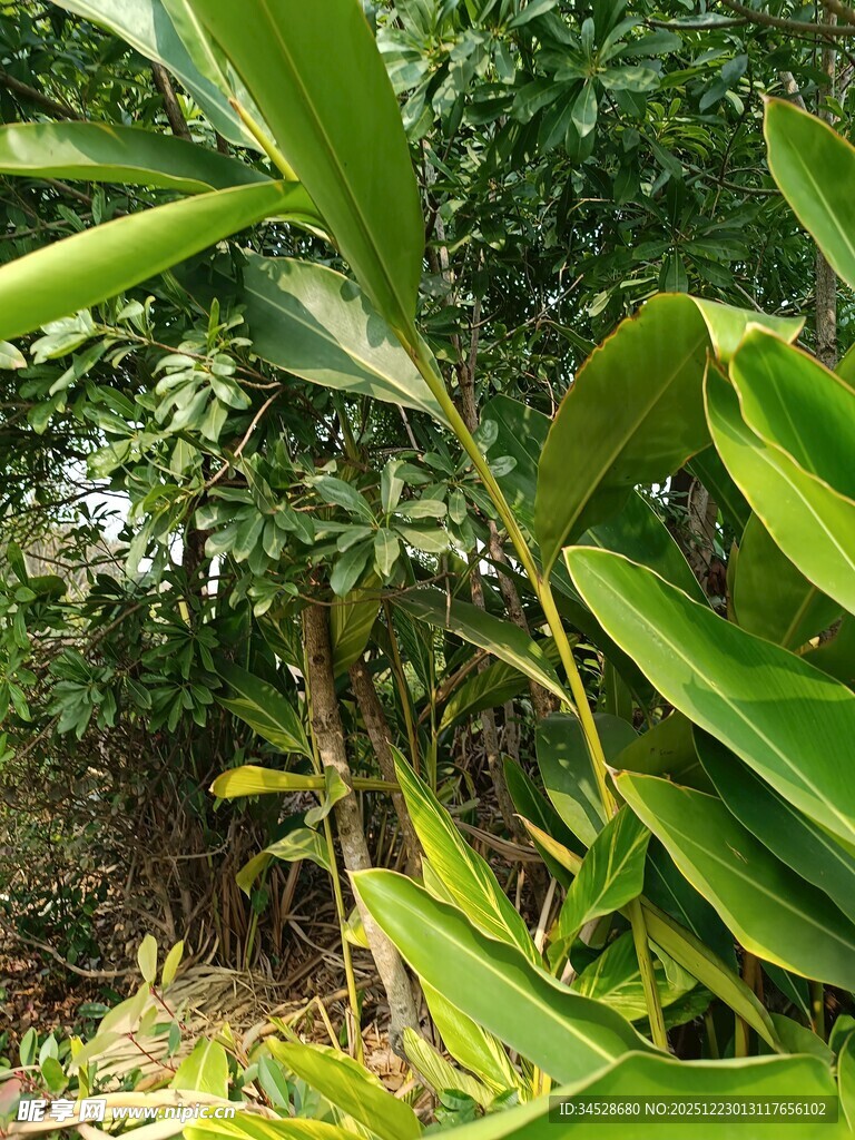 翠绿植物枝叶特写