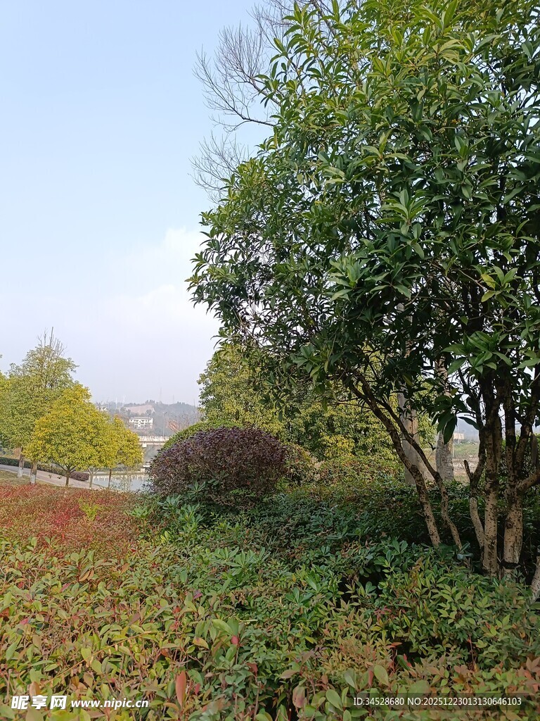 秋日郊野绿植景观