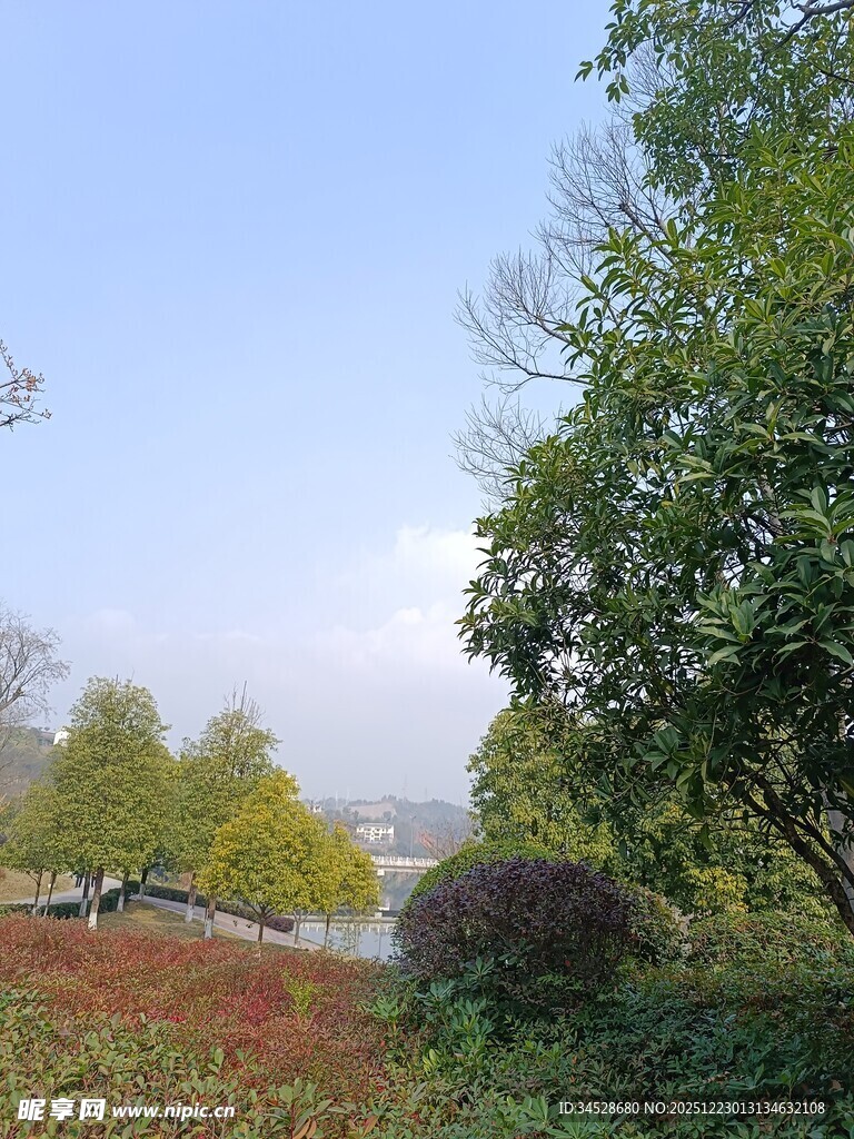 郊外多彩树林风景图