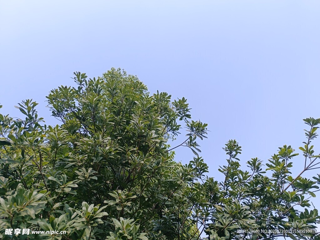 蓝天映衬下的葱郁树冠