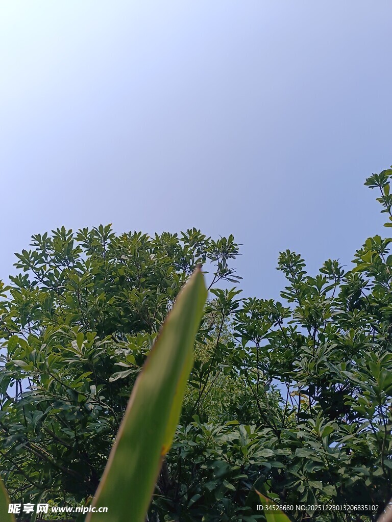 仰视绿树蓝天的清新景象