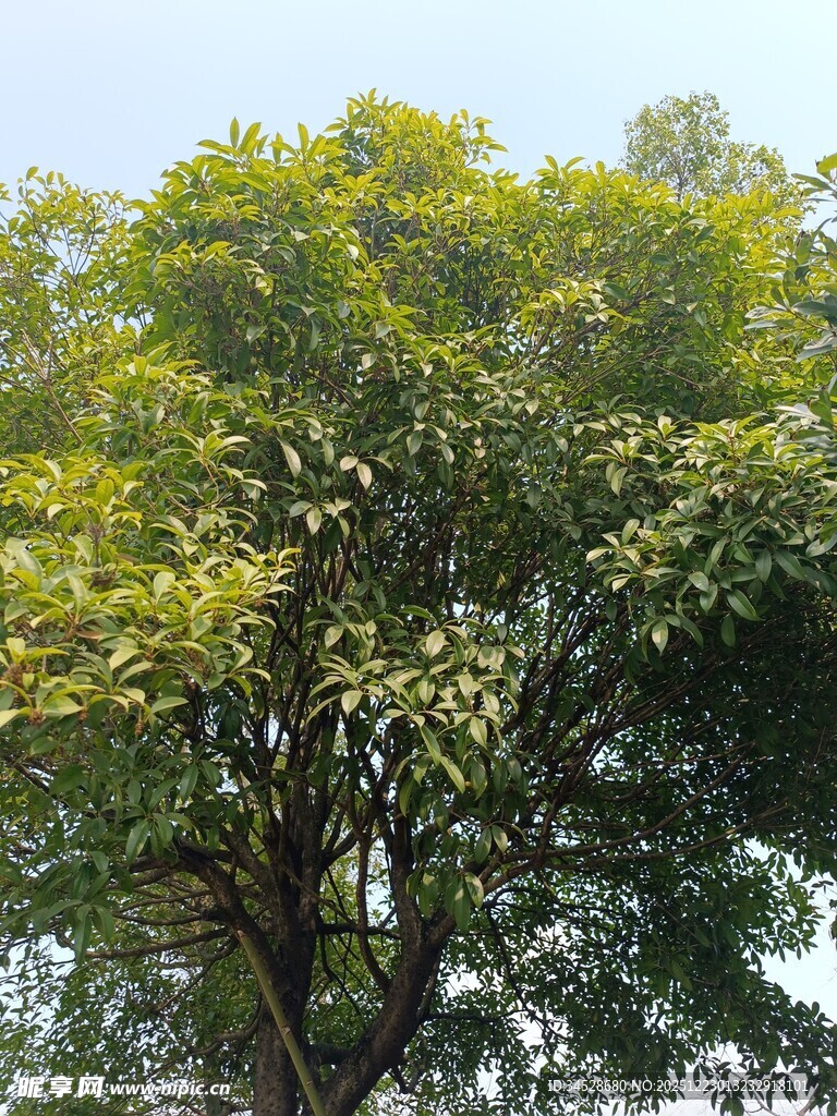 阳光下的茂盛绿树