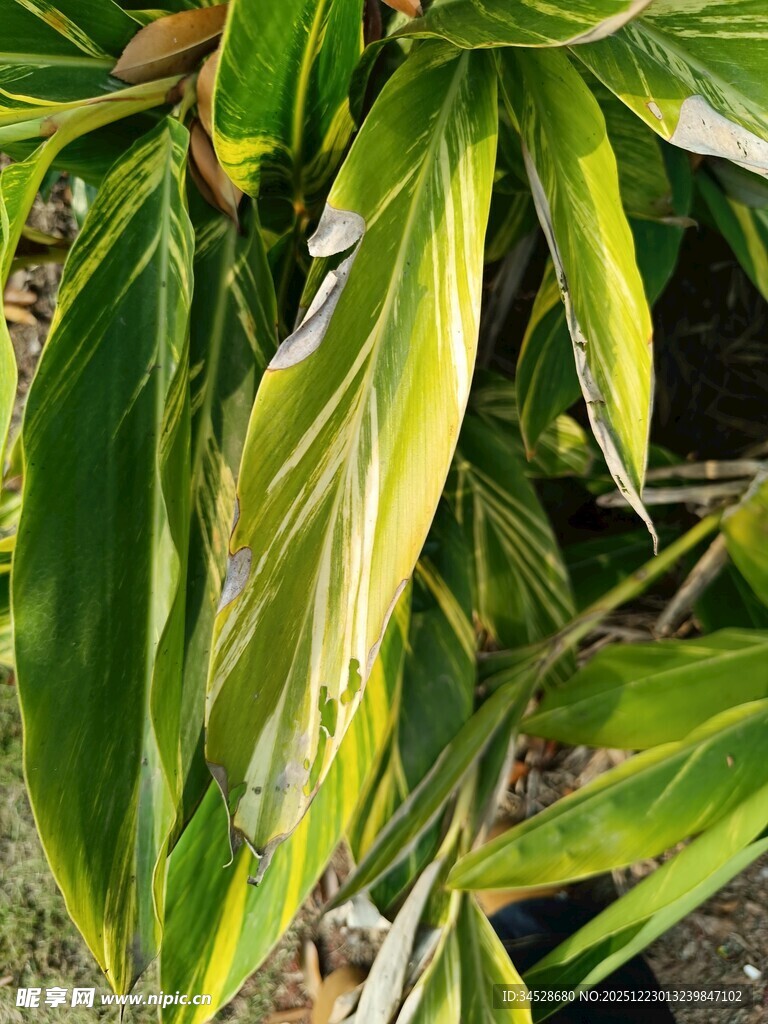 黄绿相间的斑斓叶片植物