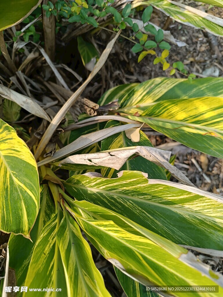 翠绿斑斓的热带植物叶片
