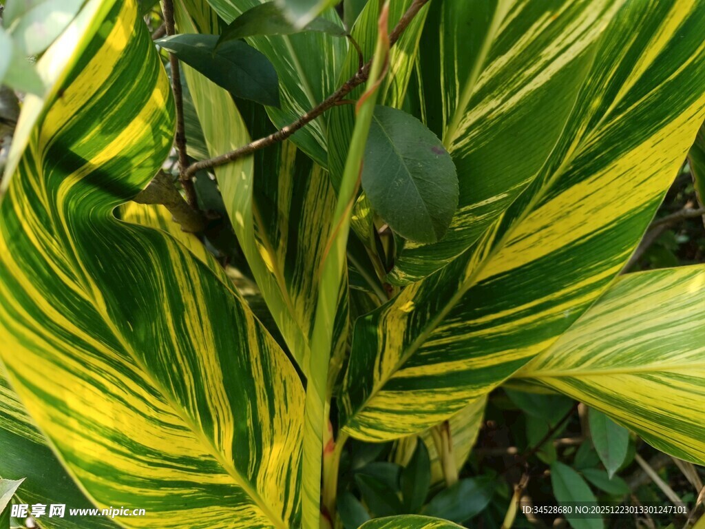 黄绿相间斑斓观叶植物