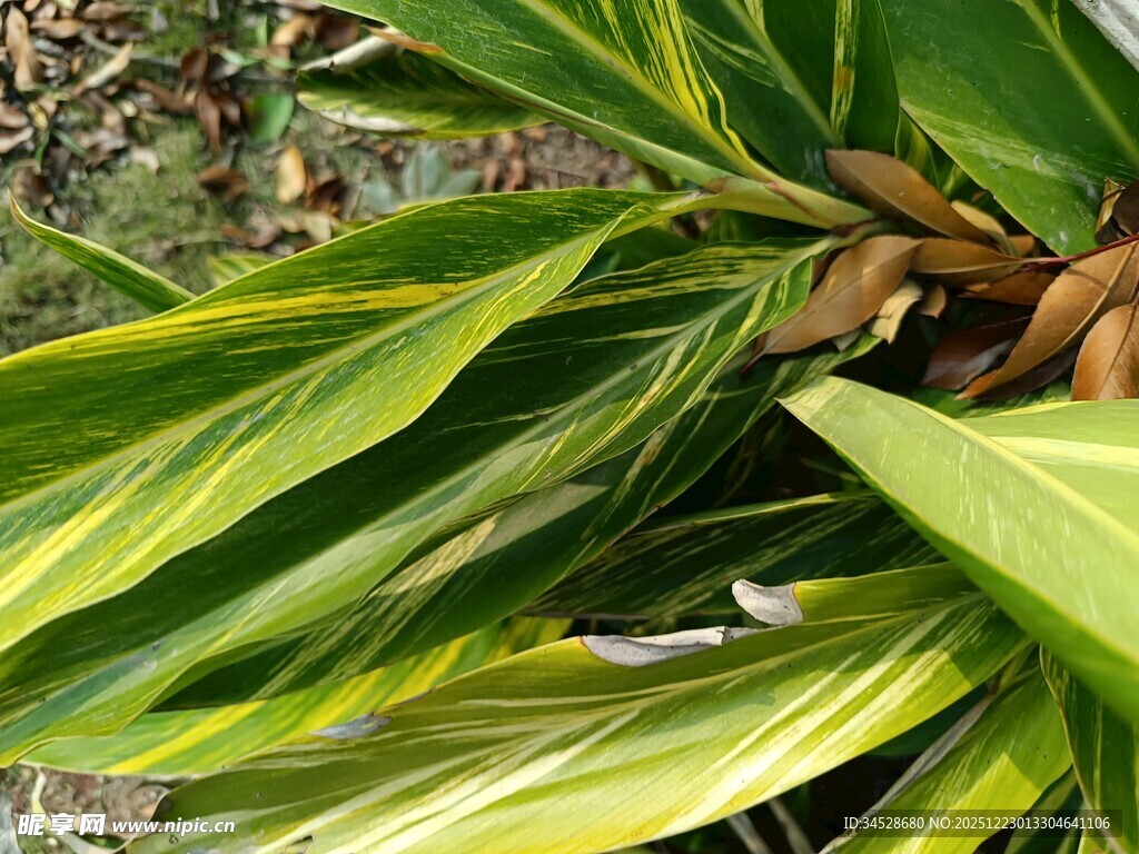 绿叶间的棕果植物特写