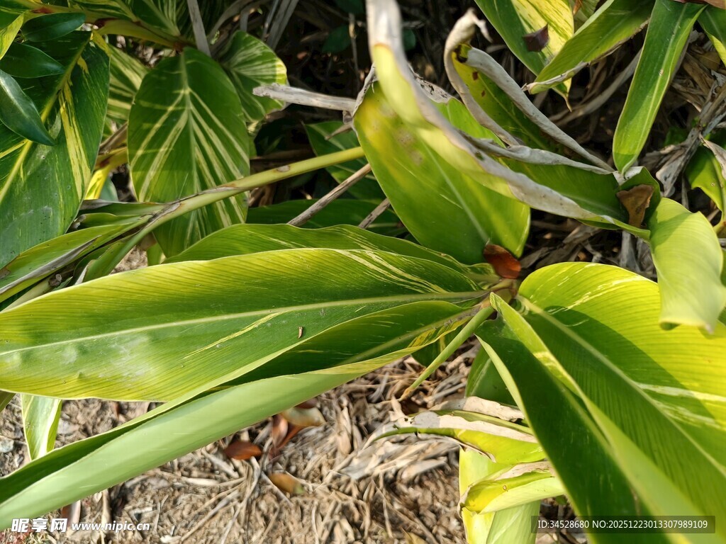 翠绿阔叶植物特写