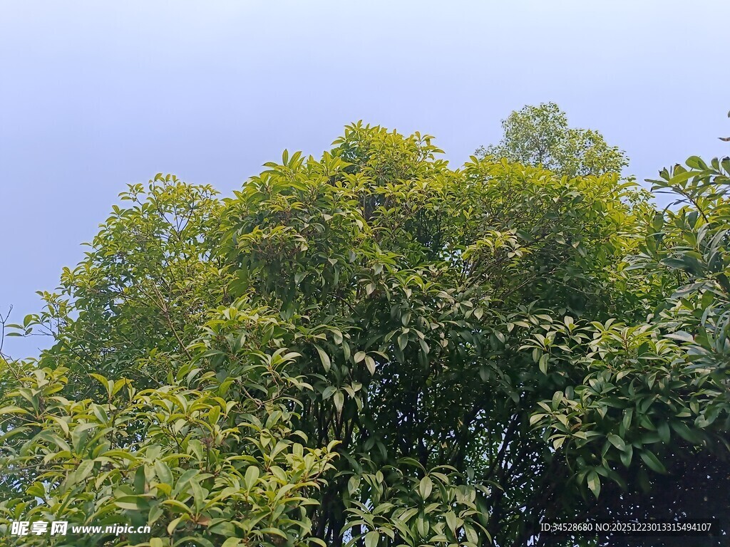 茂密绿树展现自然生机