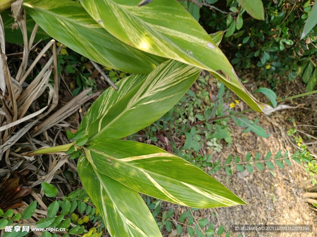 翠绿叶片植物特写