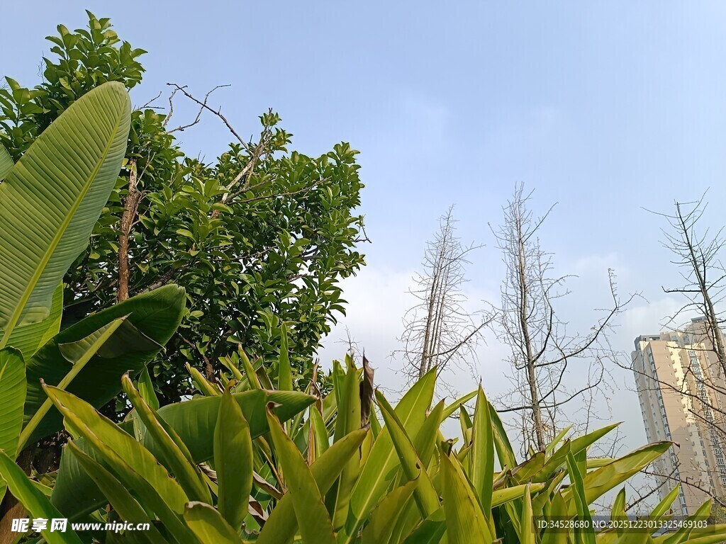 户外绿植与蓝天景象