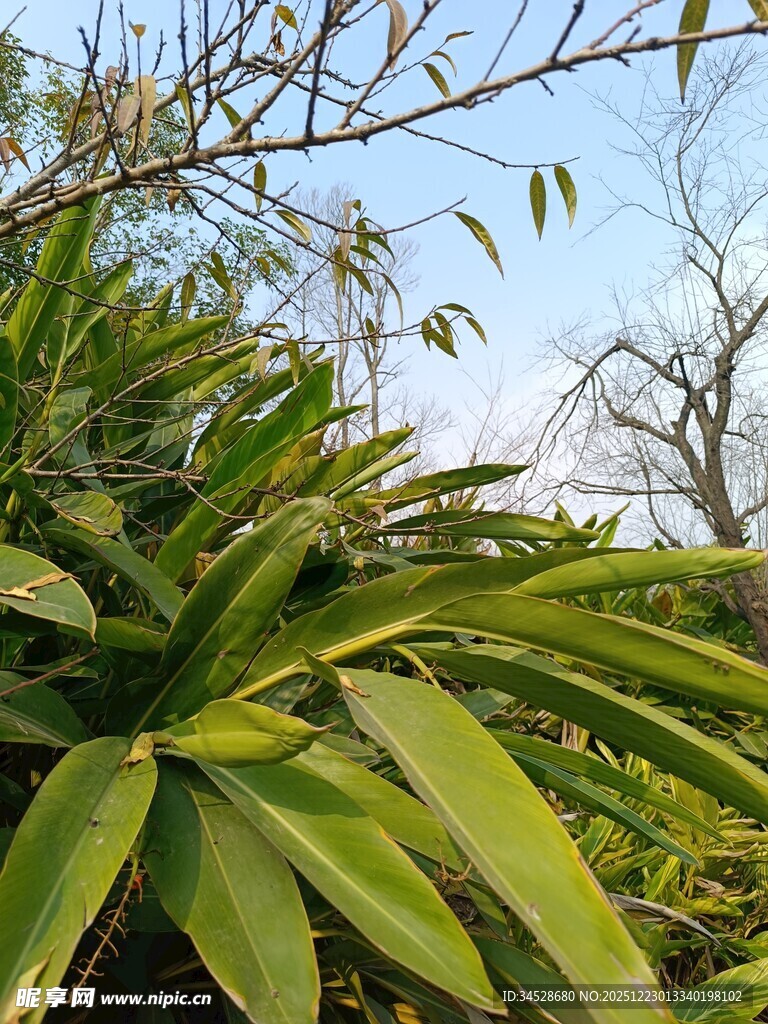 翠绿植物与蓝天相映成趣