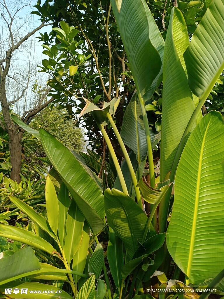 繁茂绿植展现自然生机