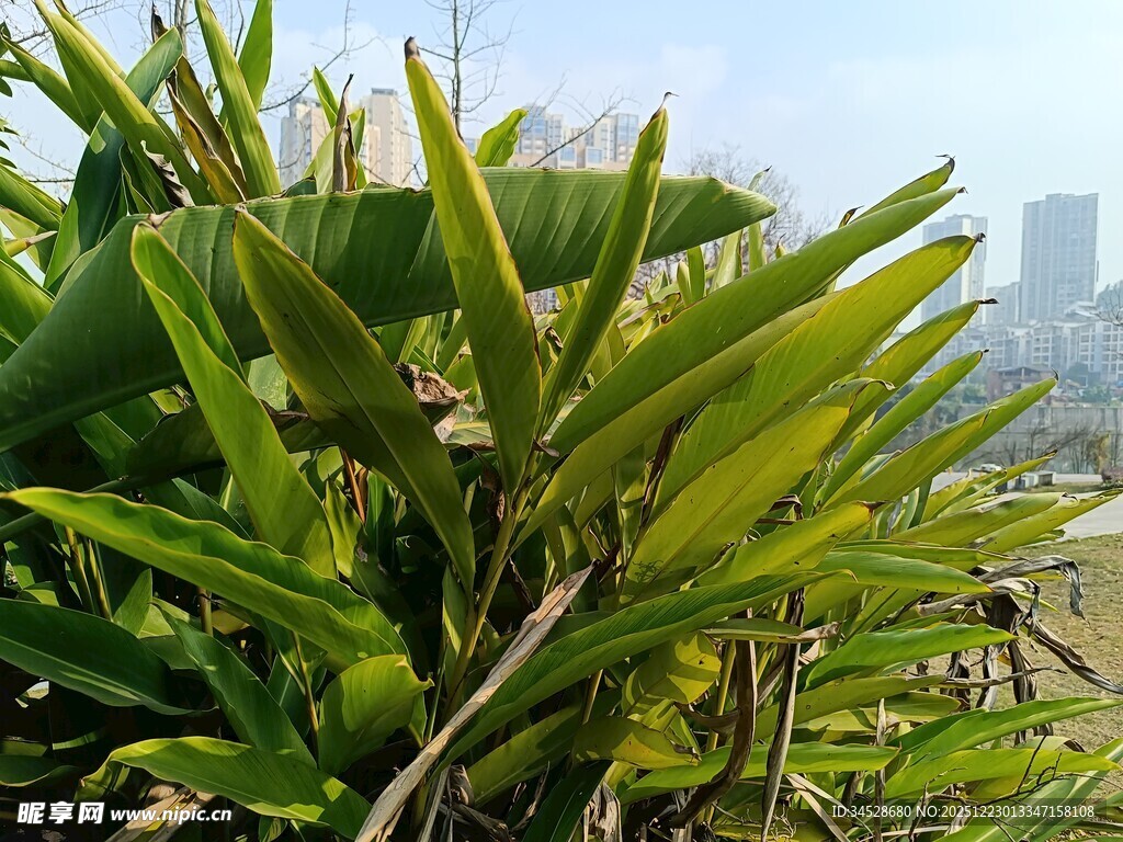 绿叶繁茂的植物景观